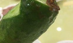 东北哪个网红吃酸瓜好吃,谁家的酸瓜最开胃？”